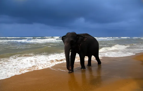 Picture sea, nature, elephant