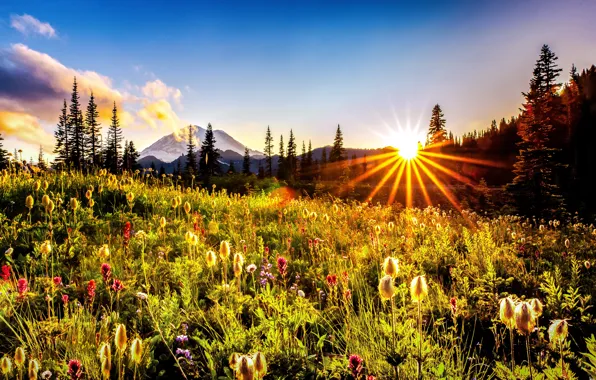 Picture the sun, rays, trees, landscape, flowers, mountains, nature, meadow