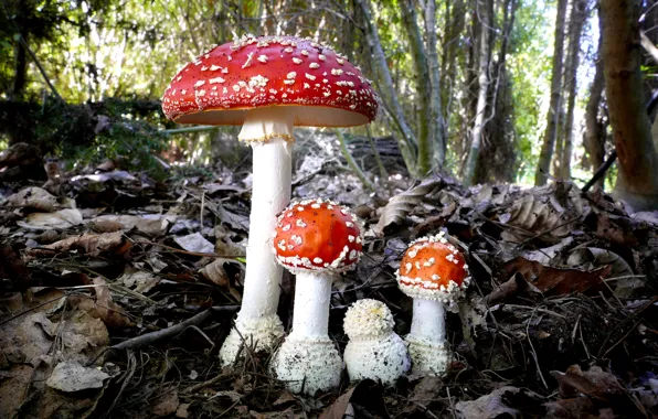 Forest, trees, foliage, mushrooms, Amanita, family, autumn leaves