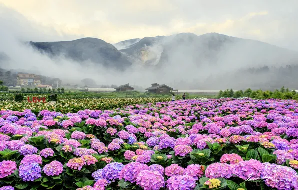 Picture mountains, fog, Japan, hydrangea