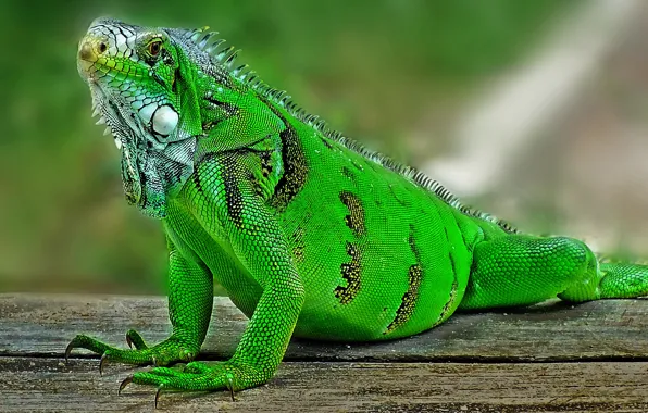 Photo, lizard, iguana