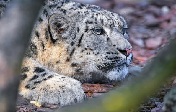 Picture portrait, IRBIS, snow leopard