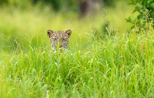 Picture grass, leopard, Africa, green season