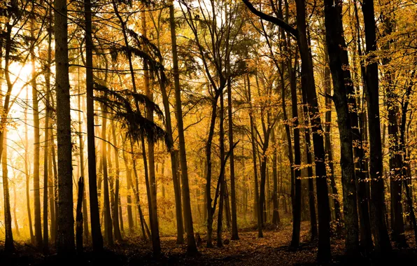 Autumn, forest, nature