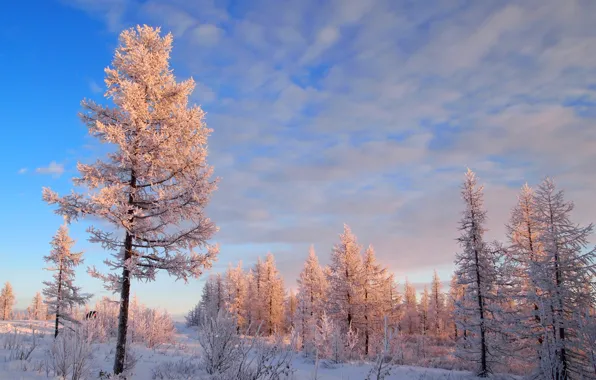 Winter, frost, forest, the sky, snow, trees, landscape, frost