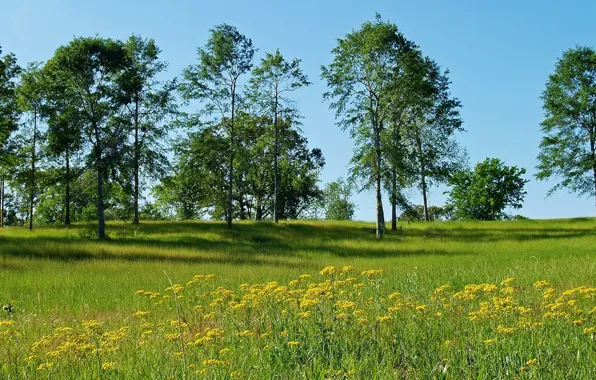 The sky, trees, flowers, meadow