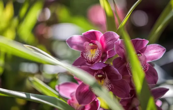 Picture macro, tropics, Orchid