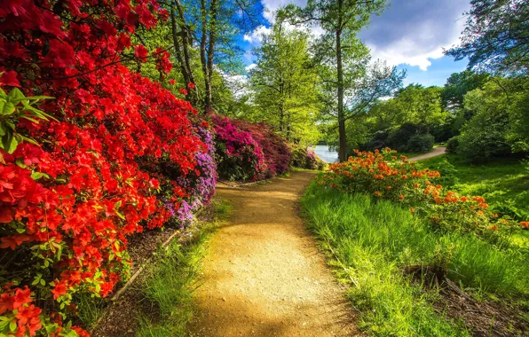Greens, summer, grass, trees, flowers, branches, Park, shore