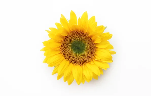 Macro, background, sunflower, petals
