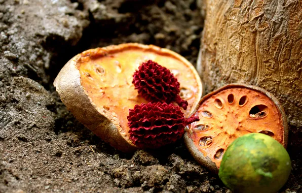 Earth, food, Nature, grain, fruit