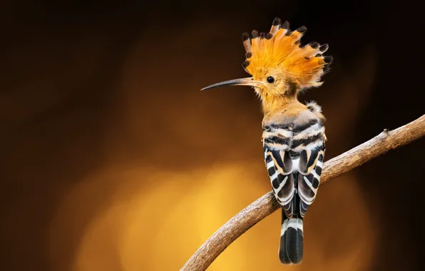 Light, background, bird, treatment, branch, brown background, hoopoe