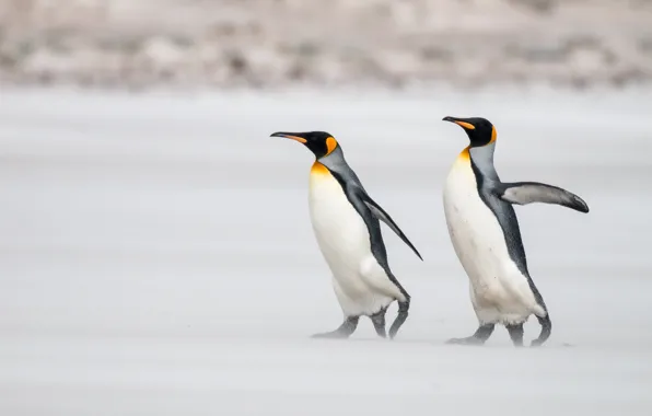 Birds, nature, penguins, a couple