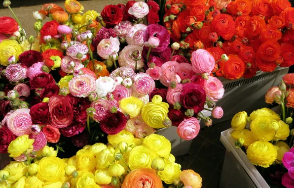Yellow, red, Buttercup, Ranunculus