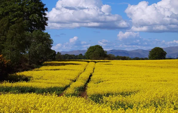 Road, clouds, trees, flowers, mountains, hills, dal, yellow