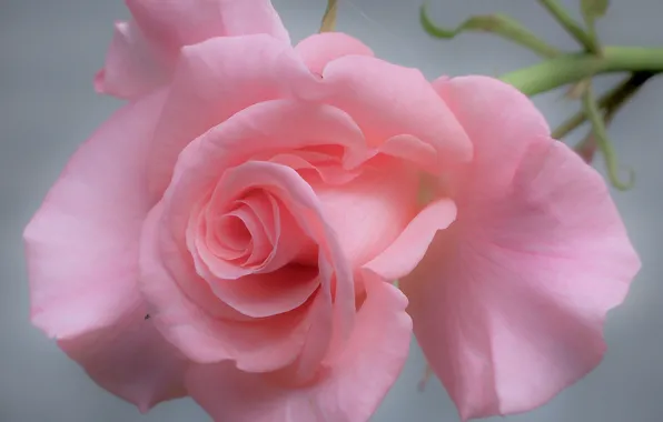 Picture macro, tenderness, rose, petals