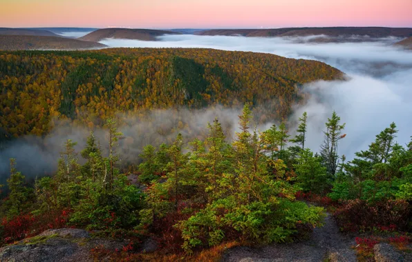 Autumn, forest, trees, landscape, nature, fog, hills, Scotland