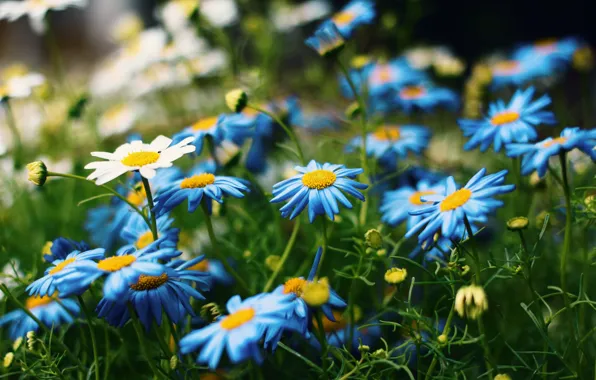 Greens, summer, flowers, blue, blue, glade, chamomile, white