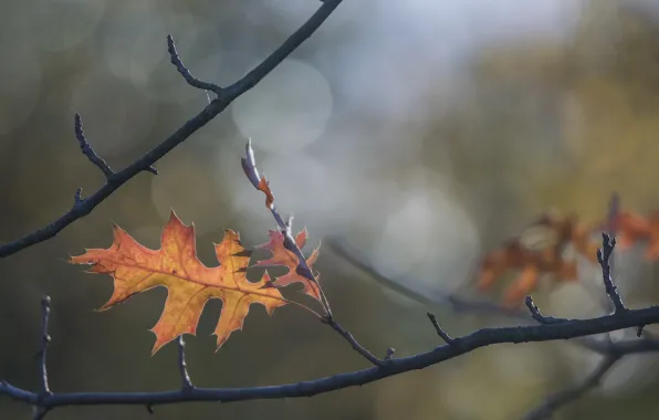 Autumn, sheet, branch