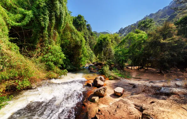 Forest, trees, mountains, stream, stones, Vietnam, Sunny