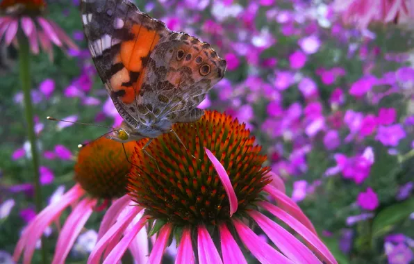 Flowers, butterfly, Echinacea
