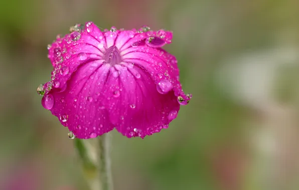 Flower, water, drops, Rosa, petals