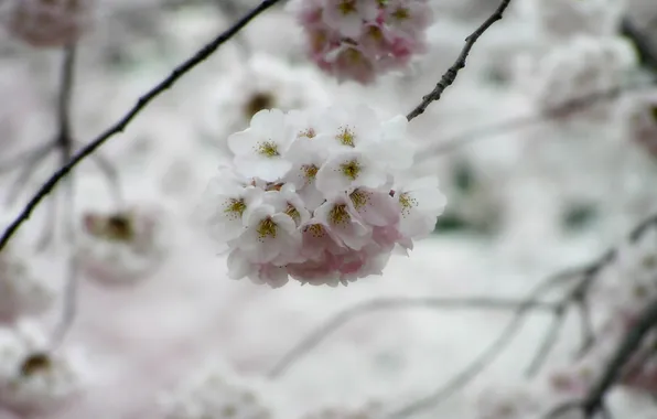 Flower, macro, tree, Sakura, sakura