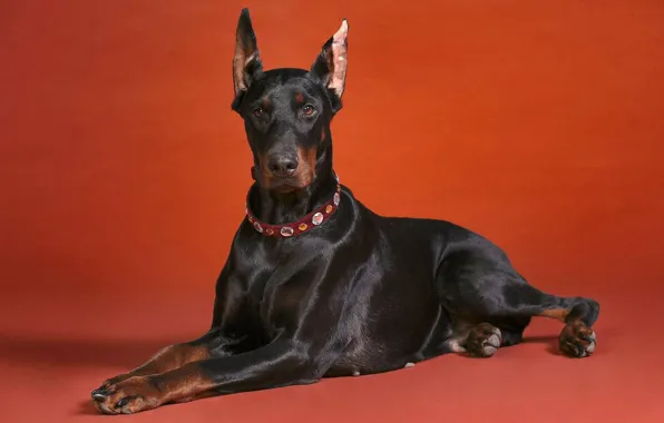 Dog, Doberman, red background, breed