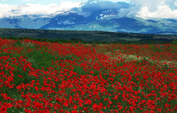Field, summer, clouds, flowers, mountains, Maki, dal, meadow