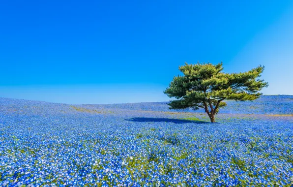 Picture flowers, tree, Japan, meadow, Japan, nemophila, National seaside Park Hitachi, Hitachi Seaside Park