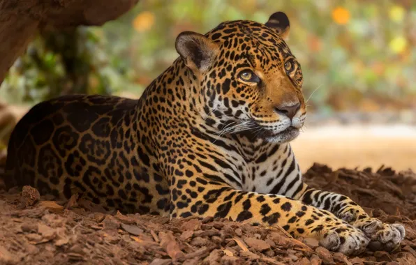 Picture face, portrait, Jaguar