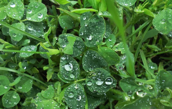 The rain, grass, drops, June