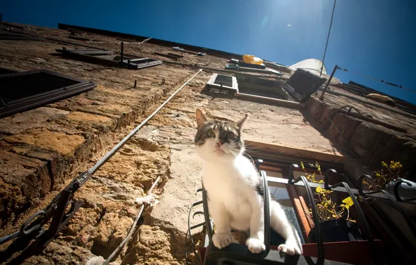 Cat, cat, house, window, observation