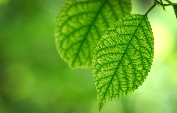 Greens, summer, leaves, freshness, foliage, leaf, spring, sheets