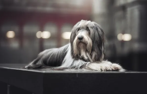Picture dog, The bearded collie, Bearded Collie