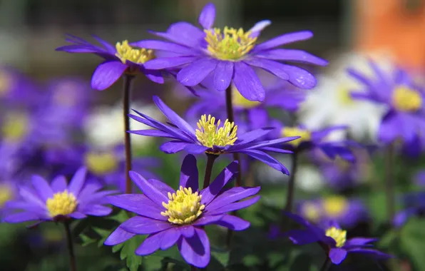 Summer, flowers, petals, garden, purple, flowerbed, lilac, bokeh