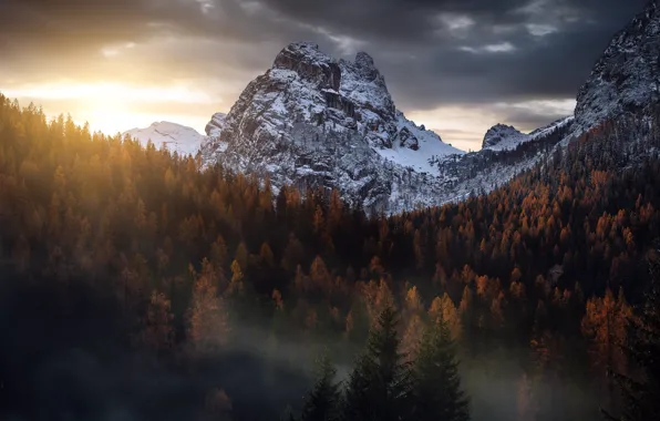 Forest, mountains, fog, morning