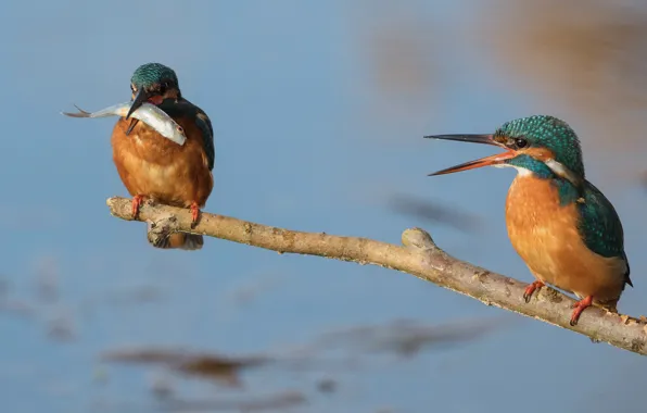 Birds, fishing, fish, branch, pair, two, pond, mining