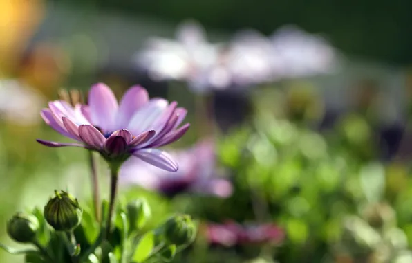 Picture flower, purple, glare, raskryty