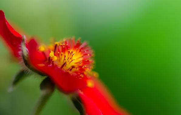 Picture flower, macro, red, stamens