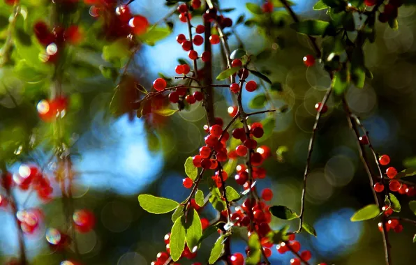 Macro, Greens, Nature, Photo, Tree, Leaves, Branches, Berries