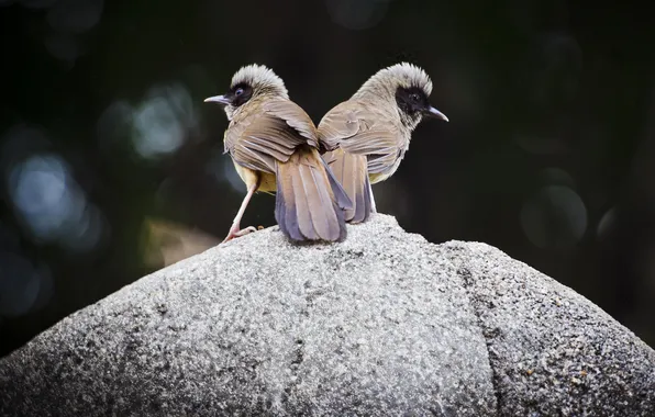 Picture birds, background, stone, two