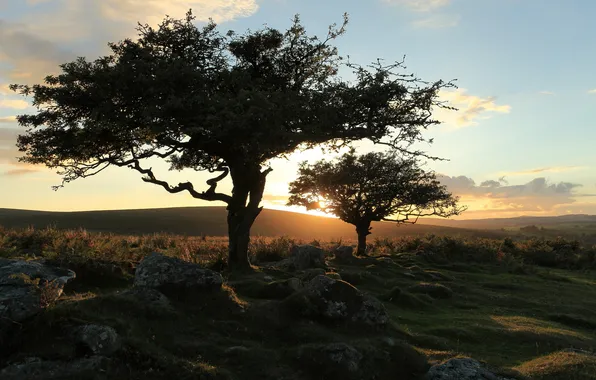 Trees, landscape, nature, sunset, dartmoor