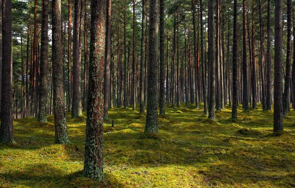 Forest, trees, nature