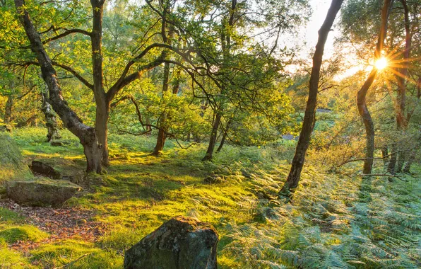 Forest, grass, the sun, rays, trees, sunset, stones