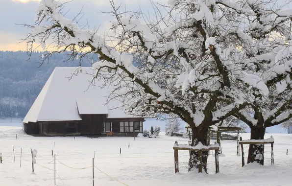 Winter, snow, trees, landscape