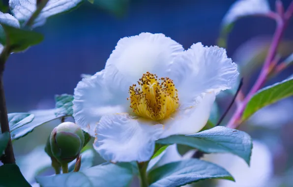 Picture white, petals, Bud, flowering, peony