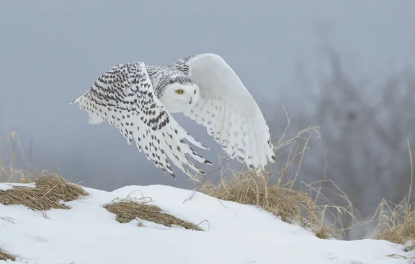 Winter, owl, white, polar