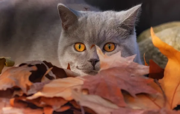 Cat, look, leaves, muzzle, British Shorthair