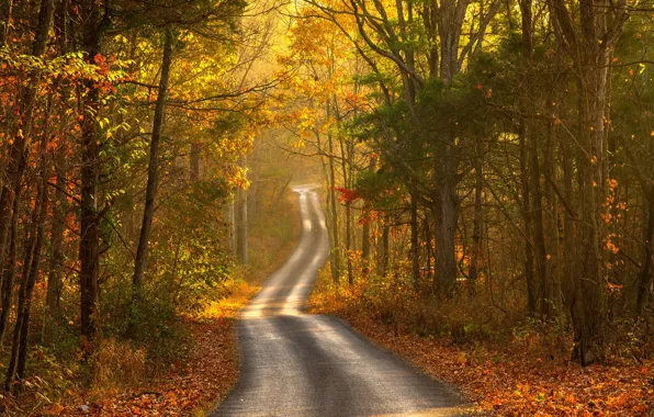Picture road, autumn, landscape