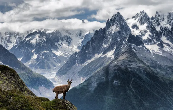 The sky, grass, clouds, mountains, rock, mountain goat